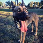 Un Belusky sur un terrain herbeux ayant la langue pendante et portant un collier autour du cou