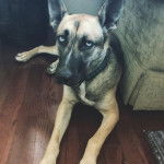 Un Belusky allongé sur un plancher et portant un collier autour du cou