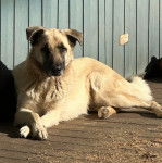 Un Belusky allongé sur un parquet
