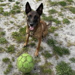 Un Belusky assis sur un terrain herbeux et tirant la langue