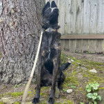 Un Belusky assis devant arbre et tenu en laisse