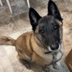 Un Belusky assis sur un sol carrelé et portant un collier autour du cou