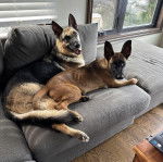 Deux Belusky allongés sur un canapé