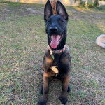 Un Belusky assis sur un terrain herbeux et tirant la langue