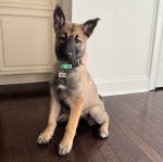 Un Belusky assis sur un parquet et portant un collier autour du cou