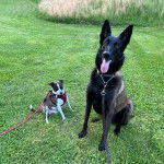 Un Belusky assis à côté d'un chien et portant un collier autour du cou