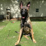 Un Belusky assis sur une surface gazonné