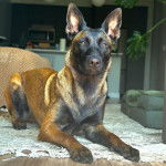 Un Belusky allongé sur un tapis et regardant vers la caméra