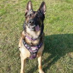 Un Belusky assis sur un terrain herbeux portant un harnais et tirant la langue