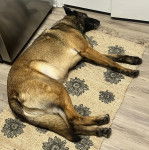 Un Belusky allongé sur un tapis