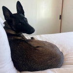 Un Belusky allongé sur un lit