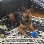 Un Belusky allongé sur un tapis