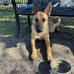 Un Belusky allongé et ayant la gueule ouverte