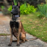 Un Belusky assis et portant un collier autour du cou