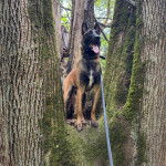 Un Belusky assis sur un arbre et tenu en laisse