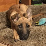 Un Belusky allongé sur une couverture