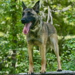 Un Belusky tirant la langue 