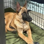 Un Belusky allongé dans une cage