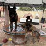 Deux Belusky sur une table