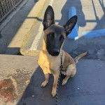 Un Belusky assis et tenu en laisse