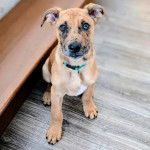 Un Belusky assis sur une table en bois