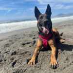 Un Belusky allongé sur une surface sableuse portant un harnais et tirant la langue