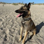 Un Belusky assis sur une surface sableuse et portant un collier autour du cou