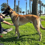 Un Belusky sur un terrain herbeux et portant un collier autour du cou