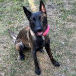 Un Belusky assis sur un terrain herbeux et portant un collier autour du cou