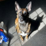 Un Belusky assis sur une moquette