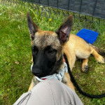 Un Belusky allongé sur un terrain herbeux et portant un collier autour du cou