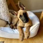 Un Belusky allongé sur un panier