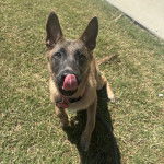 Un Belusky assis sur un terrain herbeux et se léchant les babines
