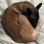 Un Belusky allongé sur un lit