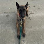 Un Belusky allongé sur une surface sableuse et tenu en laisse