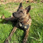 Un Belusky allongé sur un terrain herbeux et portant un harnais