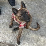 Un Belusky assis et portant un manteau pour chien