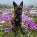 Un Belusky assis sur un terrain herbeux