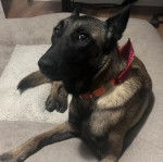 Un Belusky allongé dans un panier et portant un collier autour du cou