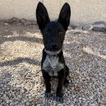 Un Belusky assis sur un terrain pierreux et regardant vers la caméra