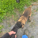 Un Belusky mordant un pull-over