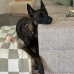 Un Belusky allongé sur un canapé