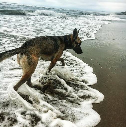Un Belusky marchant dans l'eau et portant un collier autour du cou