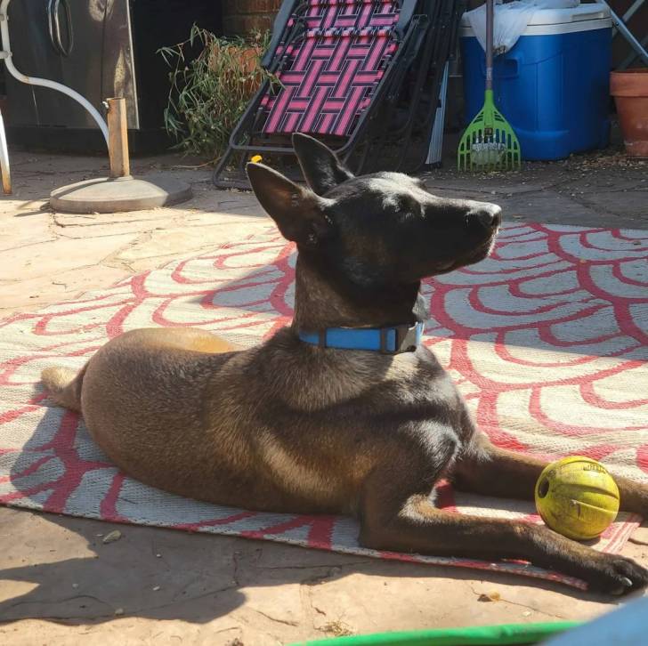 Un Belusky allongé sur un tapis et portant un collier autour du cou
