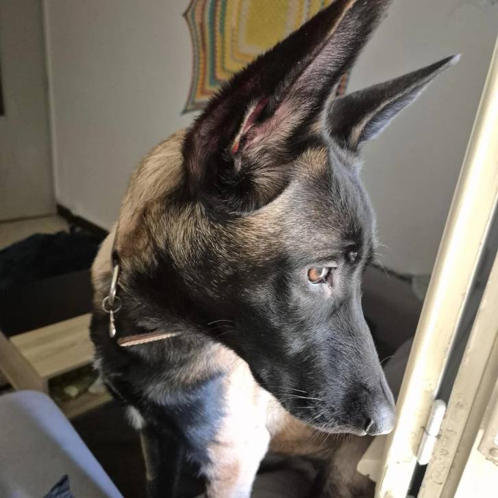 Un Belusky assis et portant un collier autour du cou