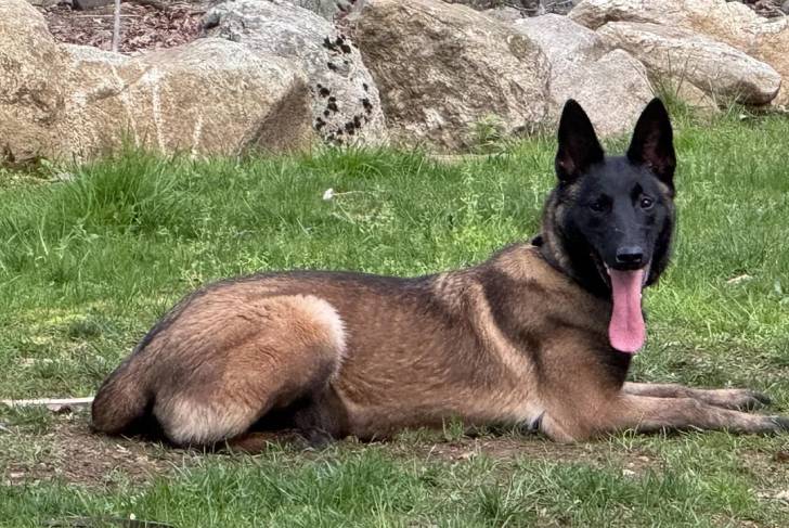 Un Belusky allongé sur un terrain herbeux et tirant la langue