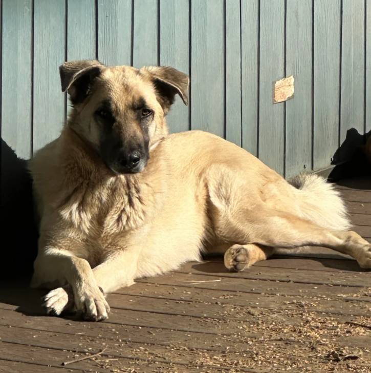 Un Belusky allongé sur un parquet
