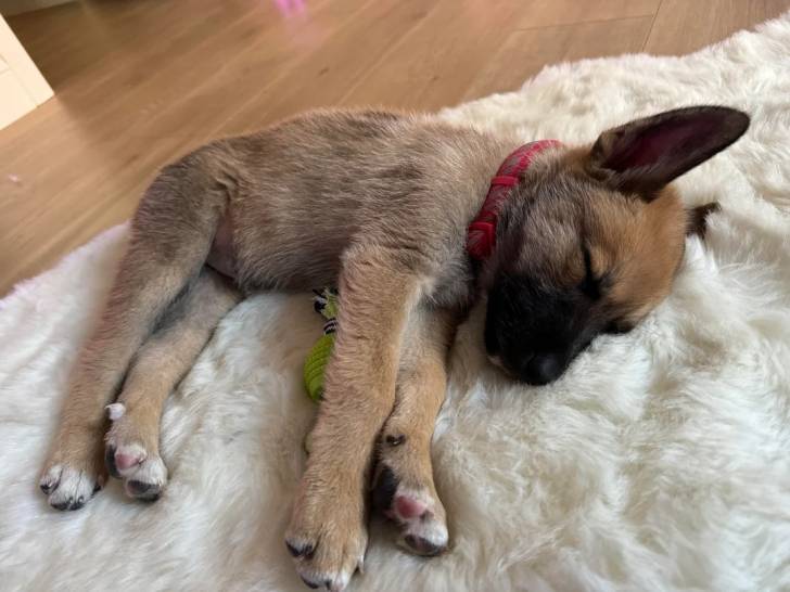 Un Belusky allongé sur un tapis