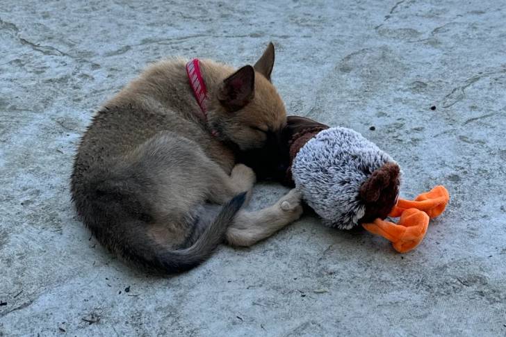 Un Belusky allongé et semblant dormir