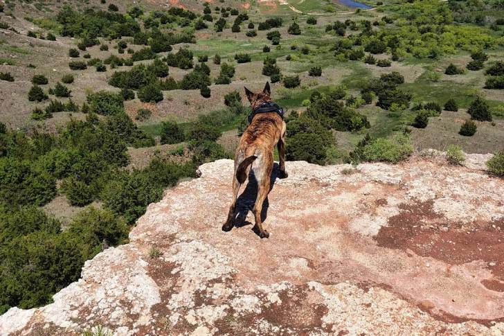 Un Belusky sur une montagne